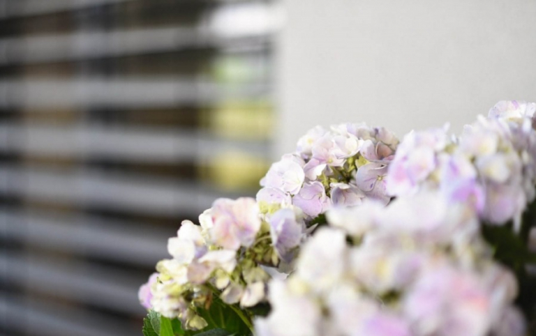 goesswein insektenschutz - blume mit weißen blüten
